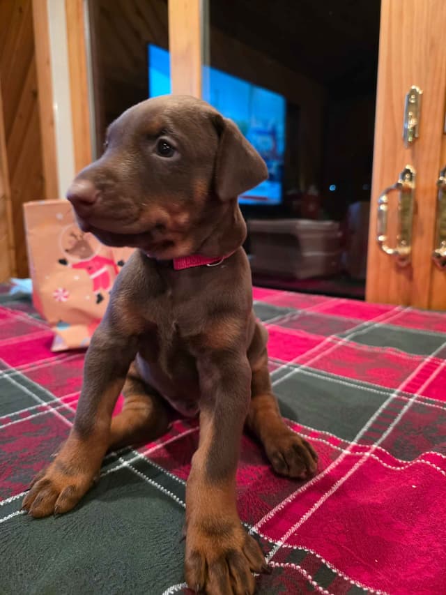 Doberman Pinscher Puppies media 8