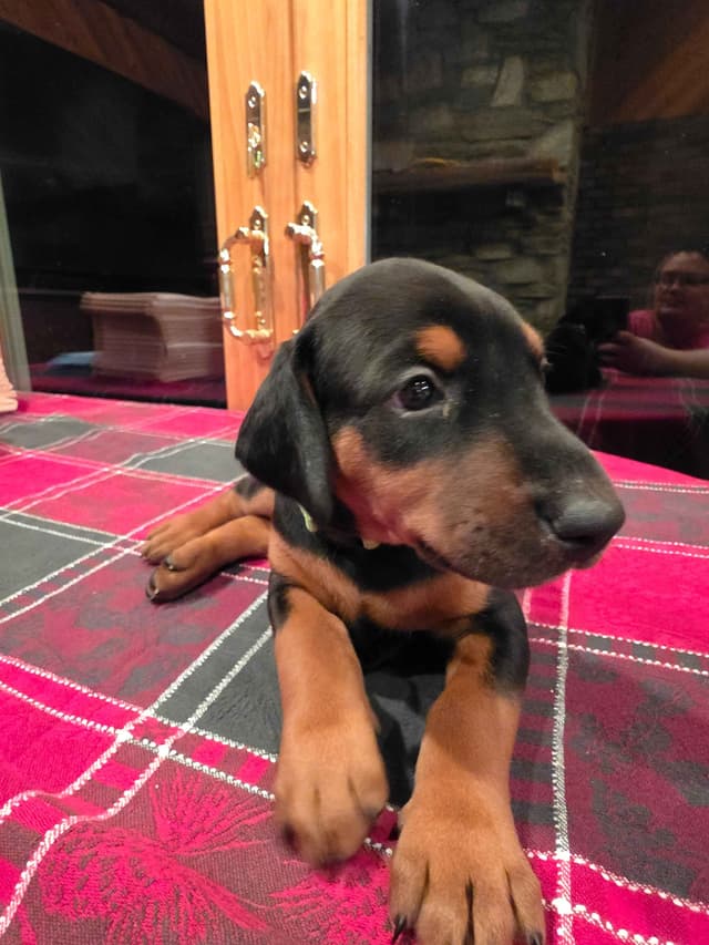 Doberman Pinscher Puppies media 6