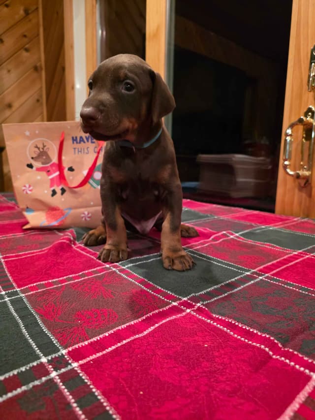 Doberman Pinscher Puppies media 10