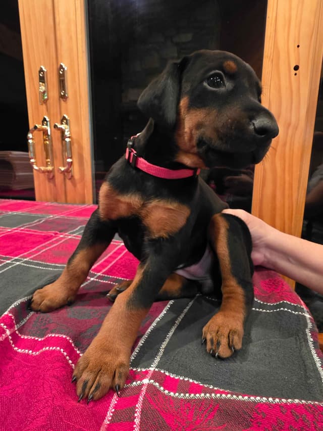 Doberman Pinscher Puppies media 4