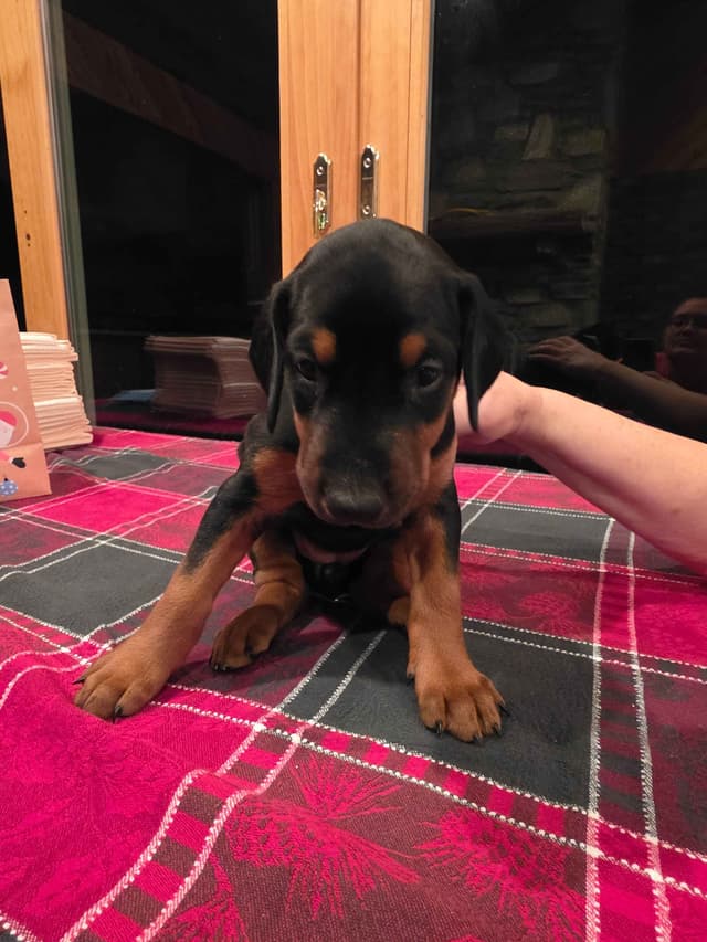 Doberman Pinscher Puppies media 9