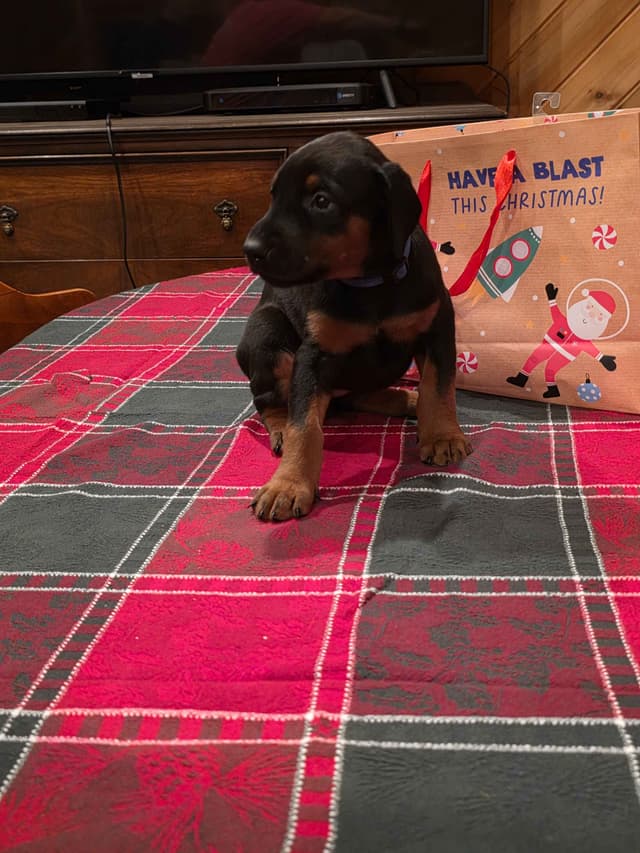 Doberman Pinscher Puppies media 11