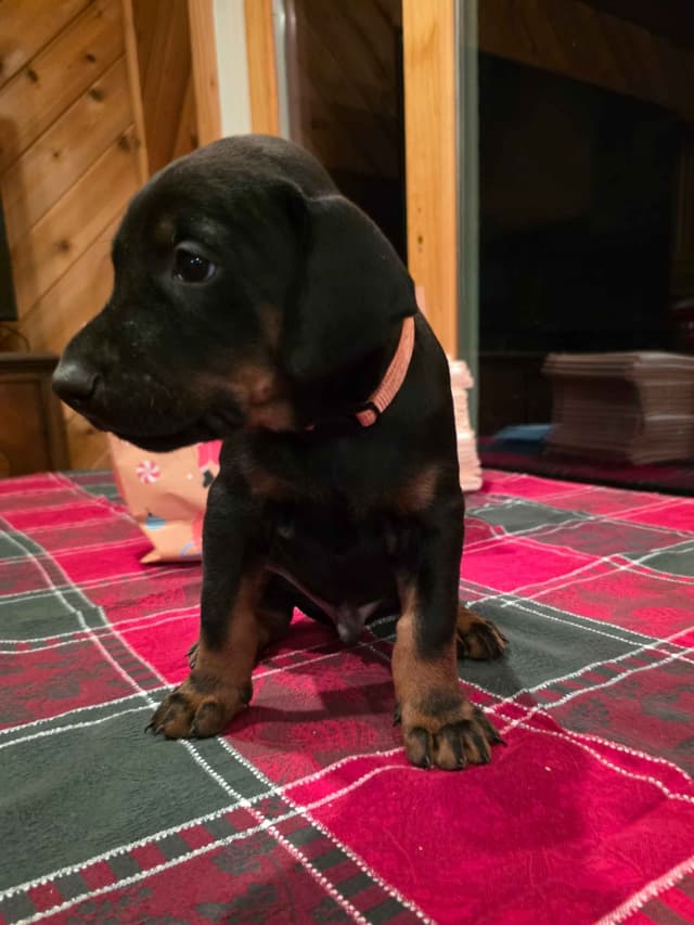 Doberman Pinscher Puppies media 7