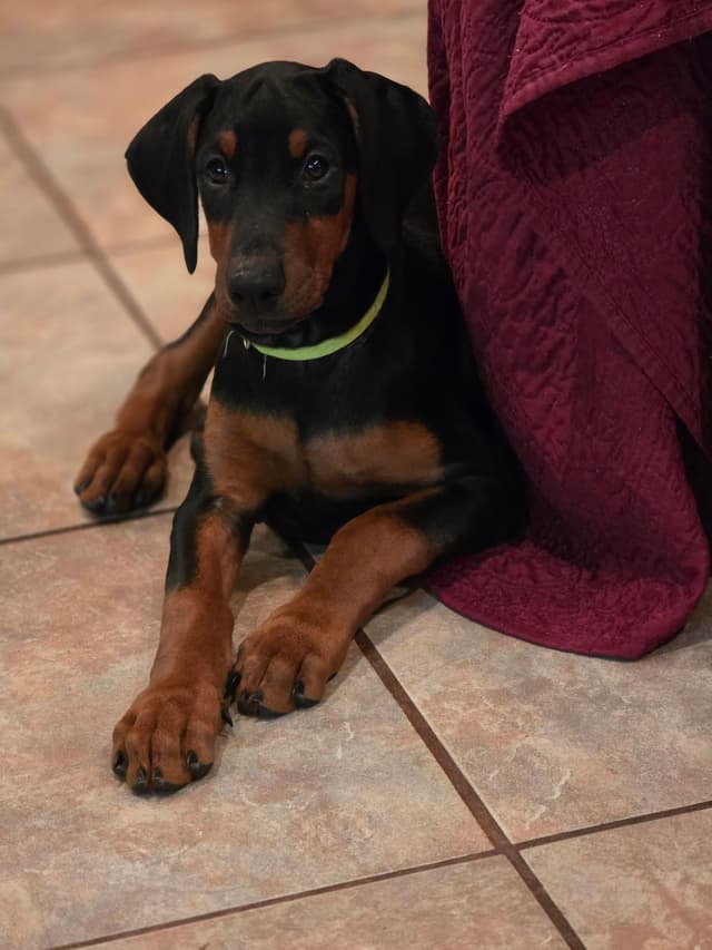 Doberman Pinscher Puppies media 5
