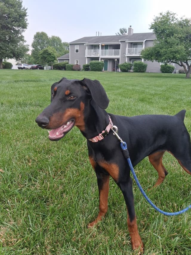 Doberman Pinscher Puppies media 2
