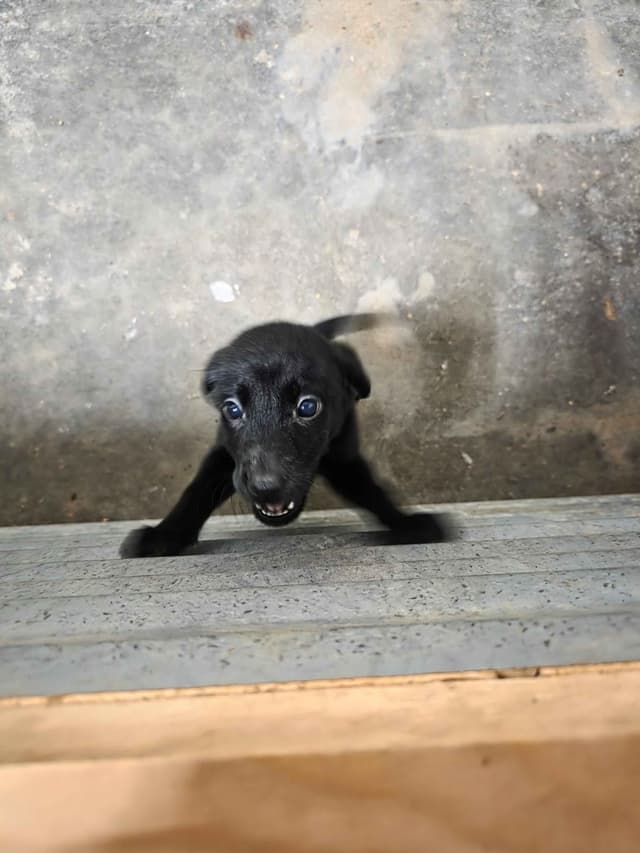 $550 CLEARANCE CHAMPION LINEAGE LABRADORS 727 316 5825 media 5