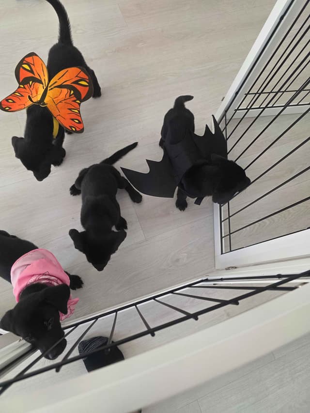 $500 Champion Labrador Retriever Puppies media 3