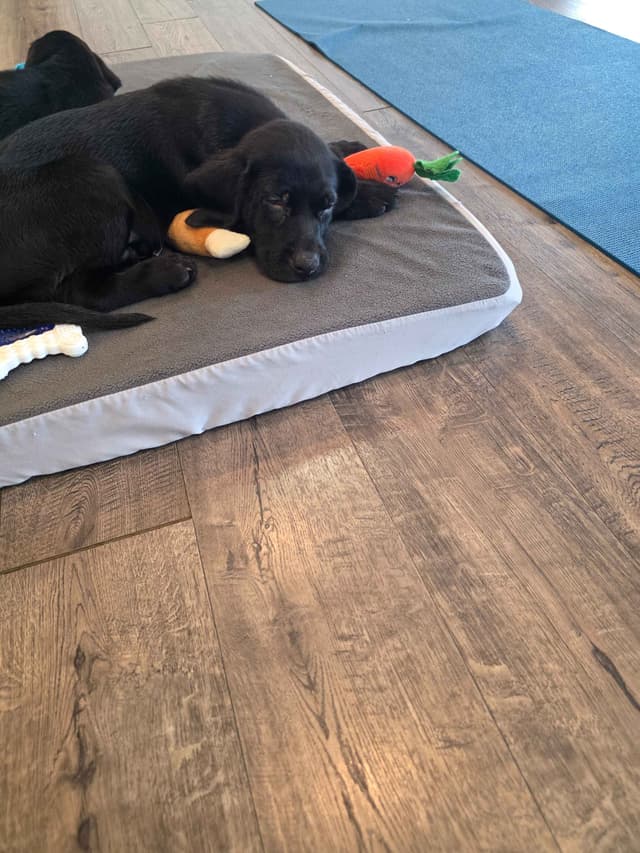 $500 Champion Labrador Retriever Puppies media 9