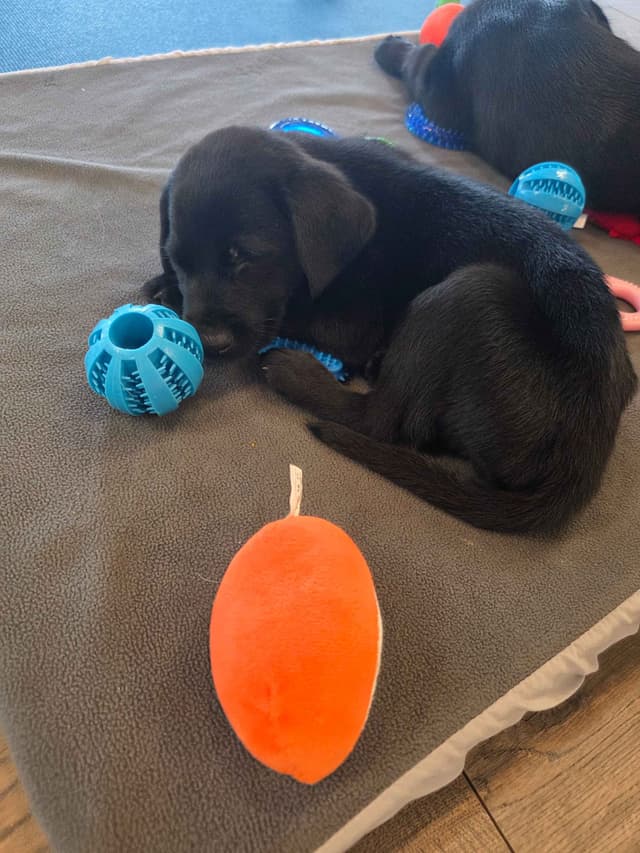 $500 Champion Labrador Retriever Puppies media 10