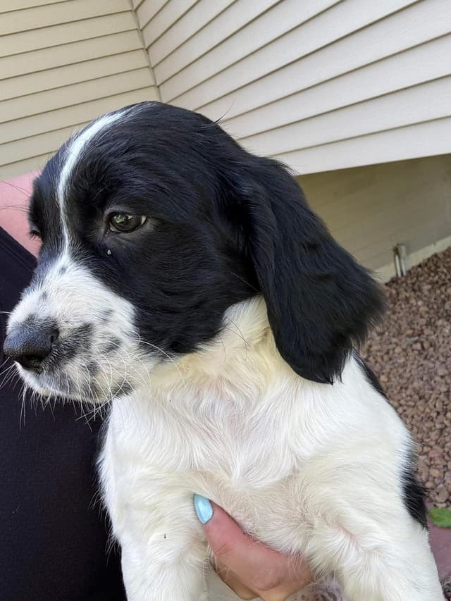 English Springer Spaniel Puppies media 2