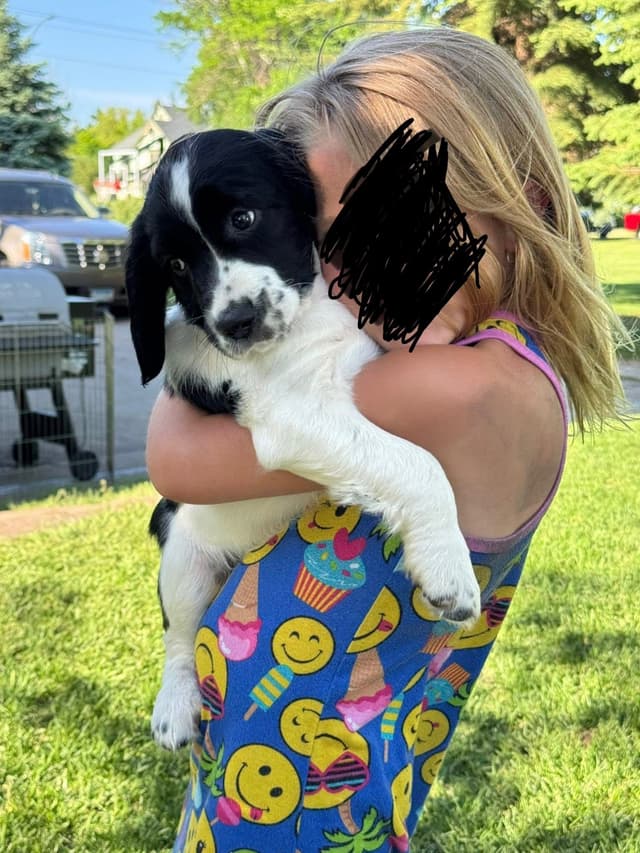 English Springer Spaniel Puppies media 3