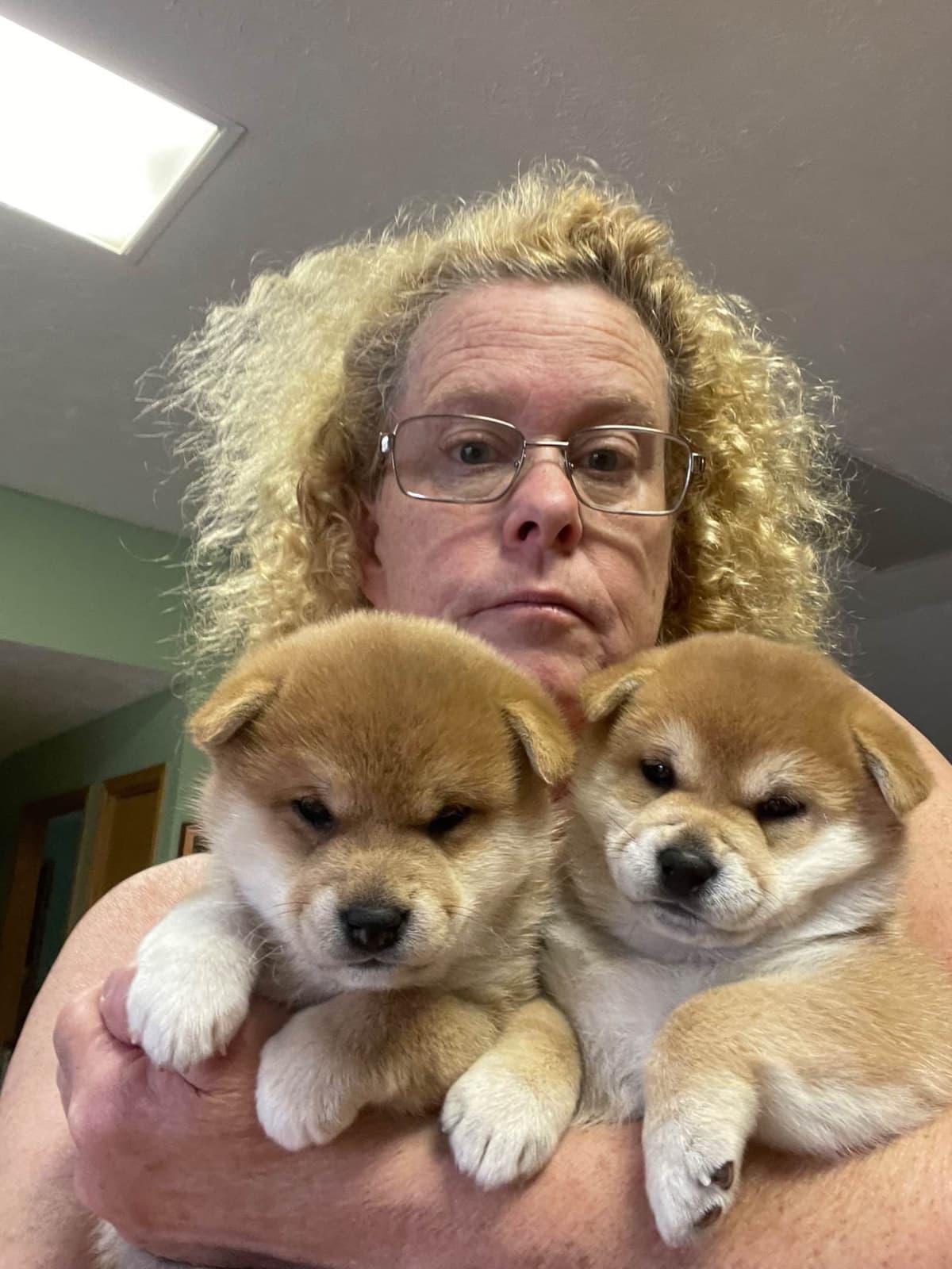 Shiba Inu Puppies breeder image 1