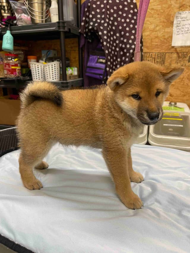 Shiba Inu Puppies Born 04-08-2026 media 2