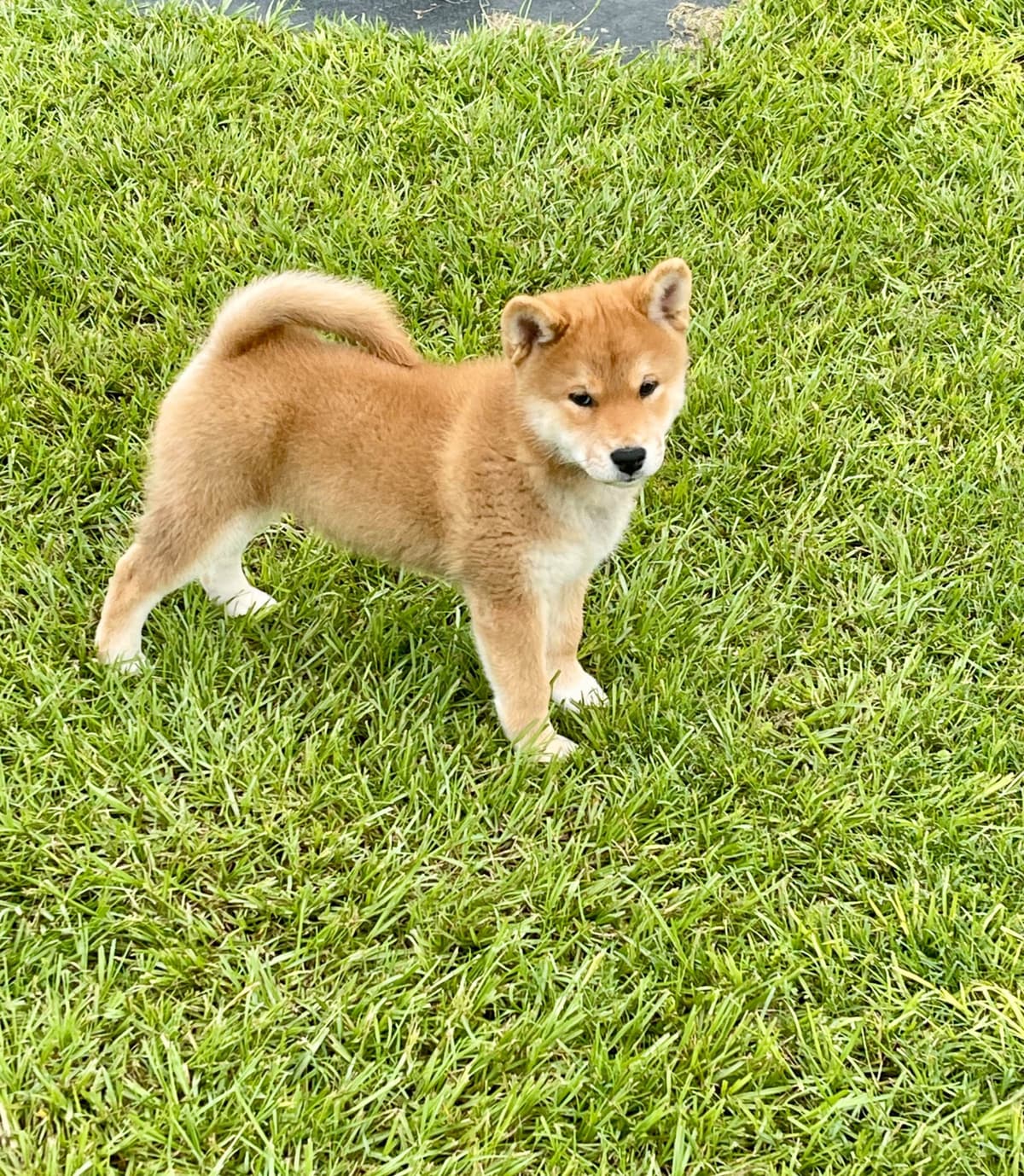 Shiba Inu Puppies breeder image 3
