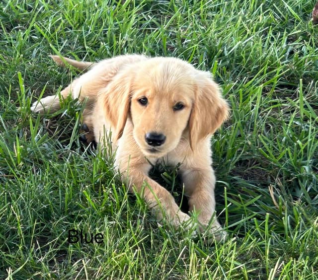 Golden Retriever Puppies media 3