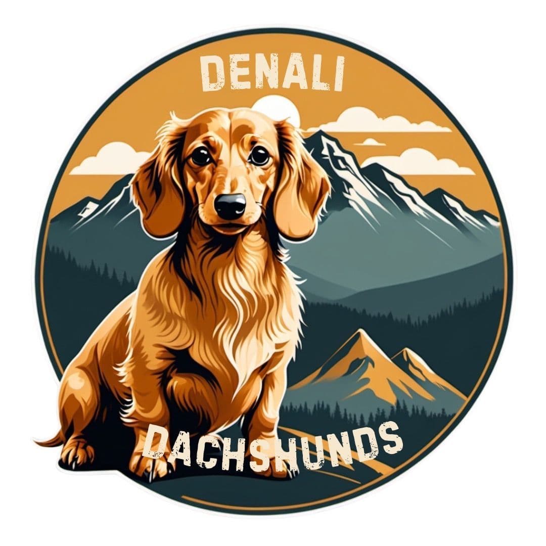 Lonhaired Minature Dachshund Puppies breeder image 1