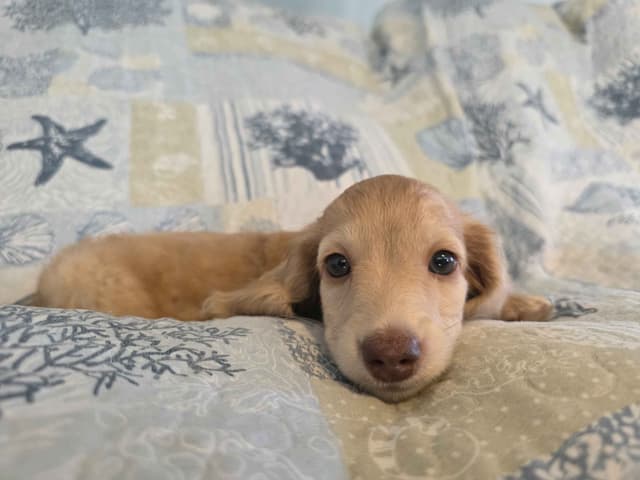 Lonhaired Minature Dachshund Puppies media 2