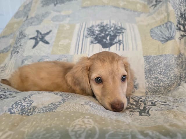 Lonhaired Minature Dachshund Puppies media 3