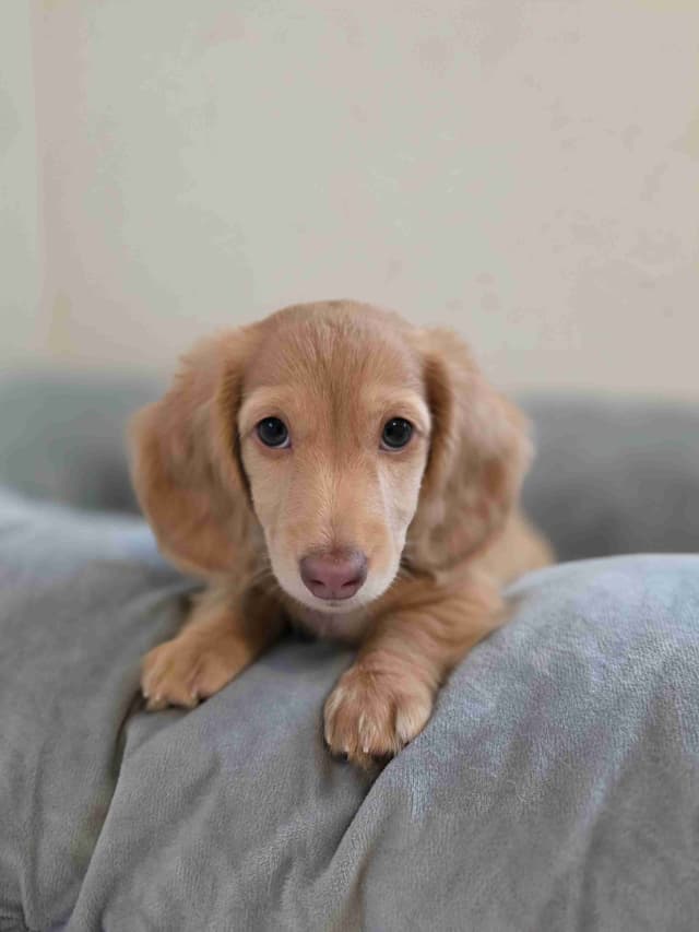 Lonhaired Minature Dachshund Puppies media 4