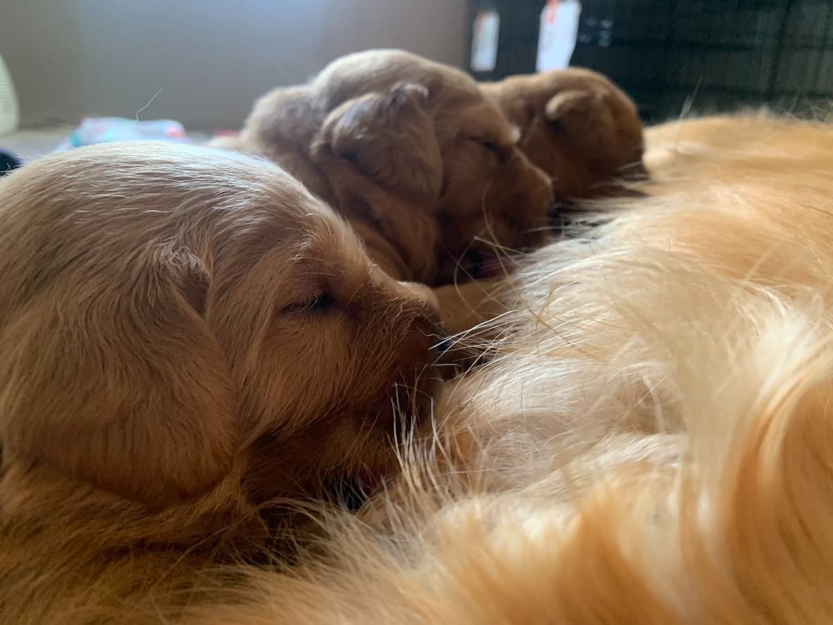 AKC Golden Retriever Puppies – Family Raised, Socialized & Ready Now breeder image 1