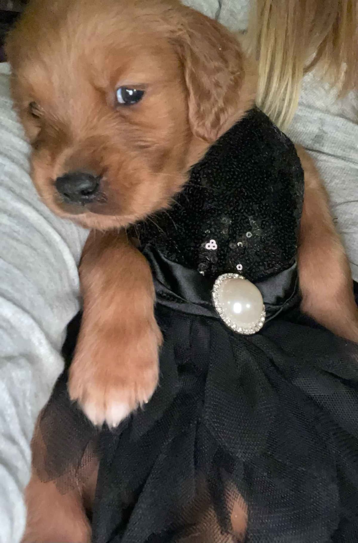 AKC Golden Retriever Puppies – Family Raised, Socialized & Ready Now breeder image 3