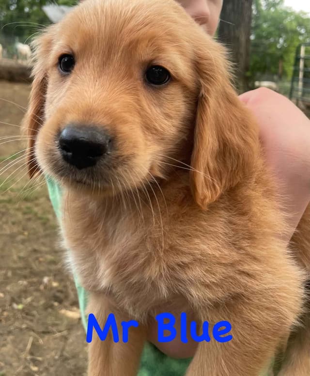 AKC Golden Retriever Puppies – Family Raised, Socialized & Ready Now media 2