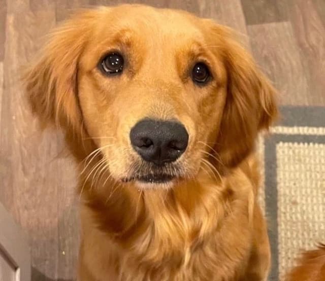 AKC Golden Retriever Puppies – Family Raised, Socialized & Ready Now media 3
