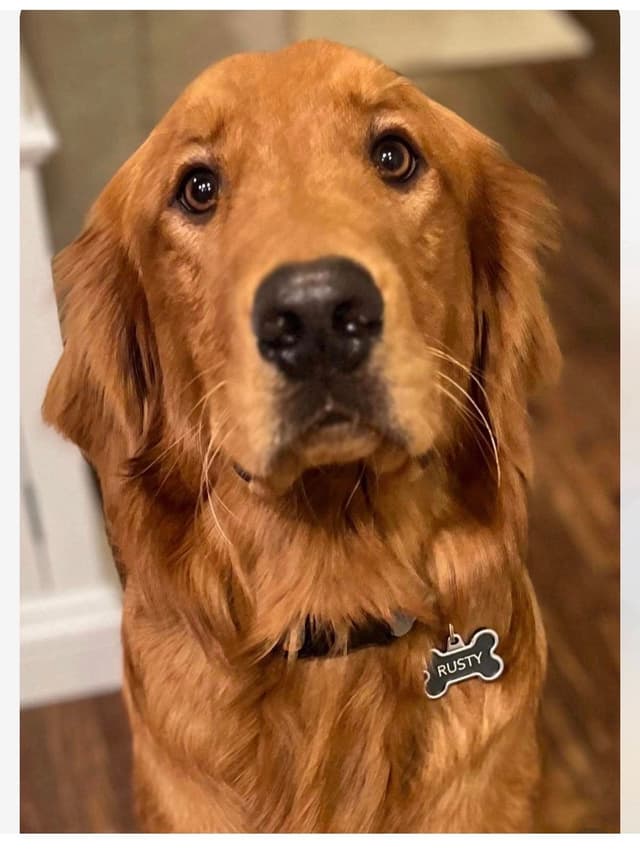 AKC Golden Retriever Puppies – Family Raised, Socialized & Ready Now media 4