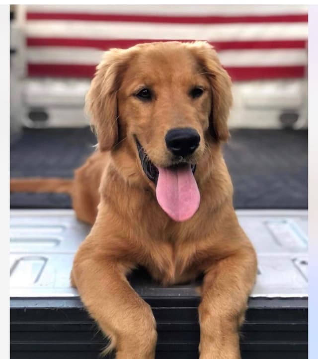 AKC Golden Retriever Puppies – Family Raised, Socialized & Ready Now media 5