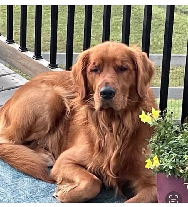 AKC Golden Retriever Puppies – Family Raised, Socialized & Ready Now media 6