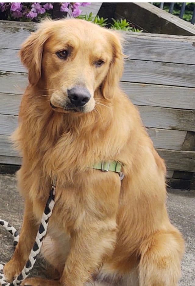AKC Golden Retriever Puppies – Family Raised, Socialized & Ready Now media 7