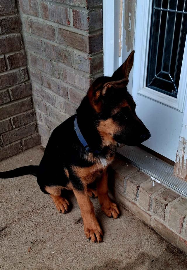 German Shepherd Dog Puppies media 4
