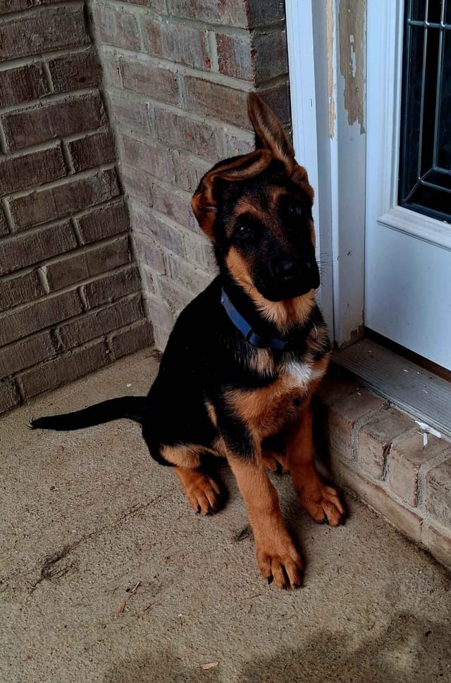 German Shepherd Dog Puppies media 5