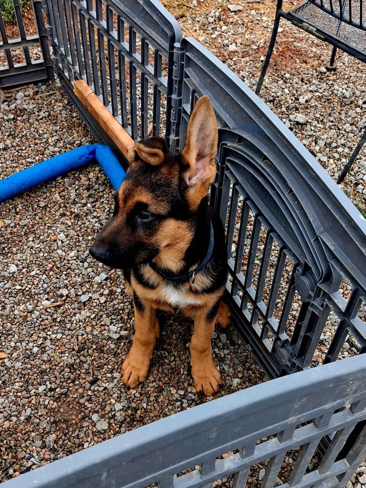 German Shepherd Dog Puppies breeder image 2