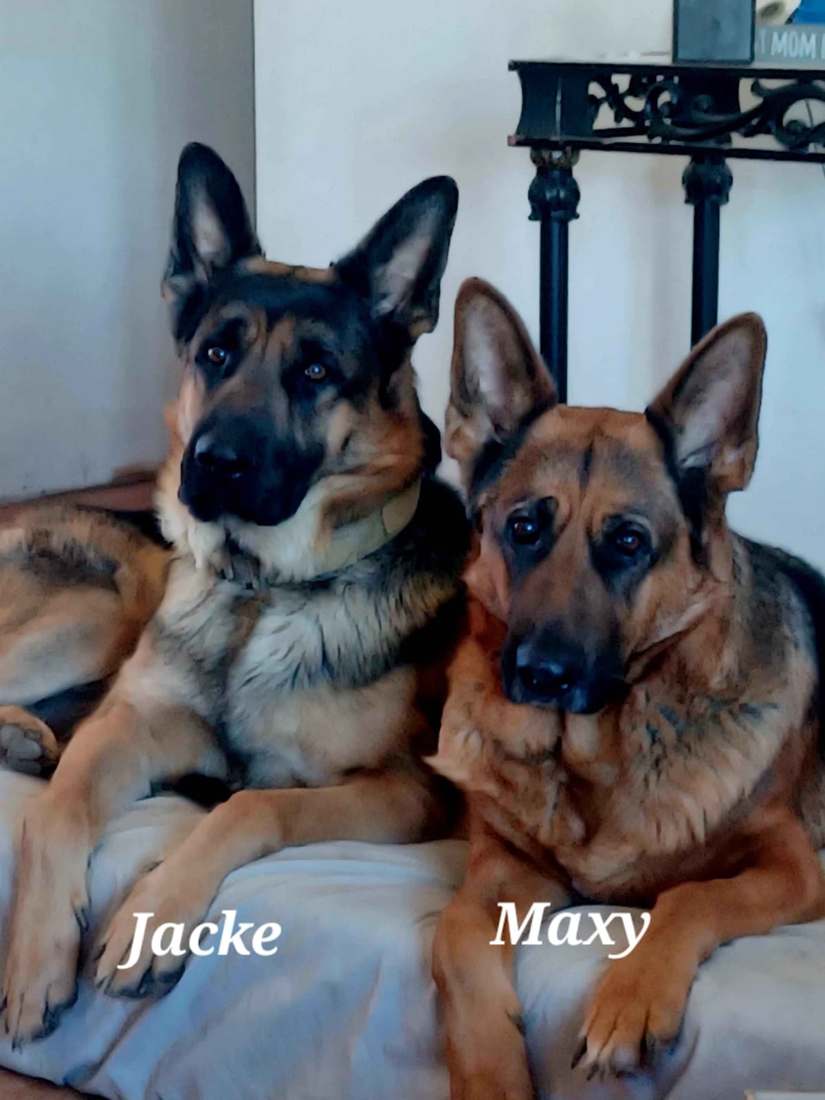 German Shepherd Dog Puppies breeder image 4