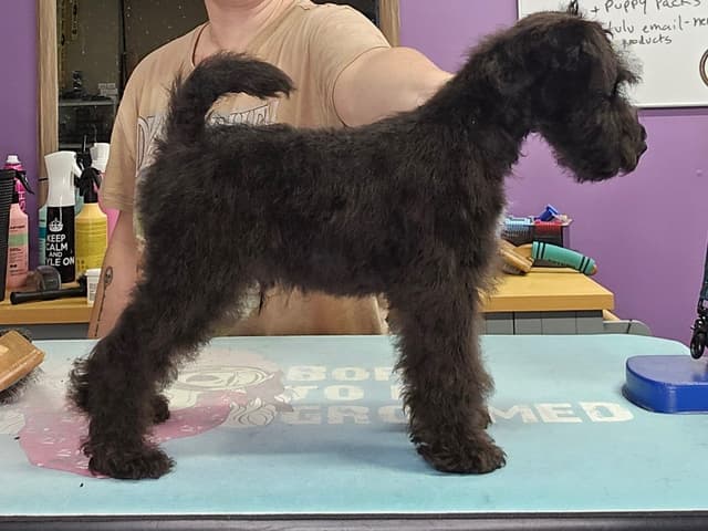 Lakeland Terrier Puppies media 2