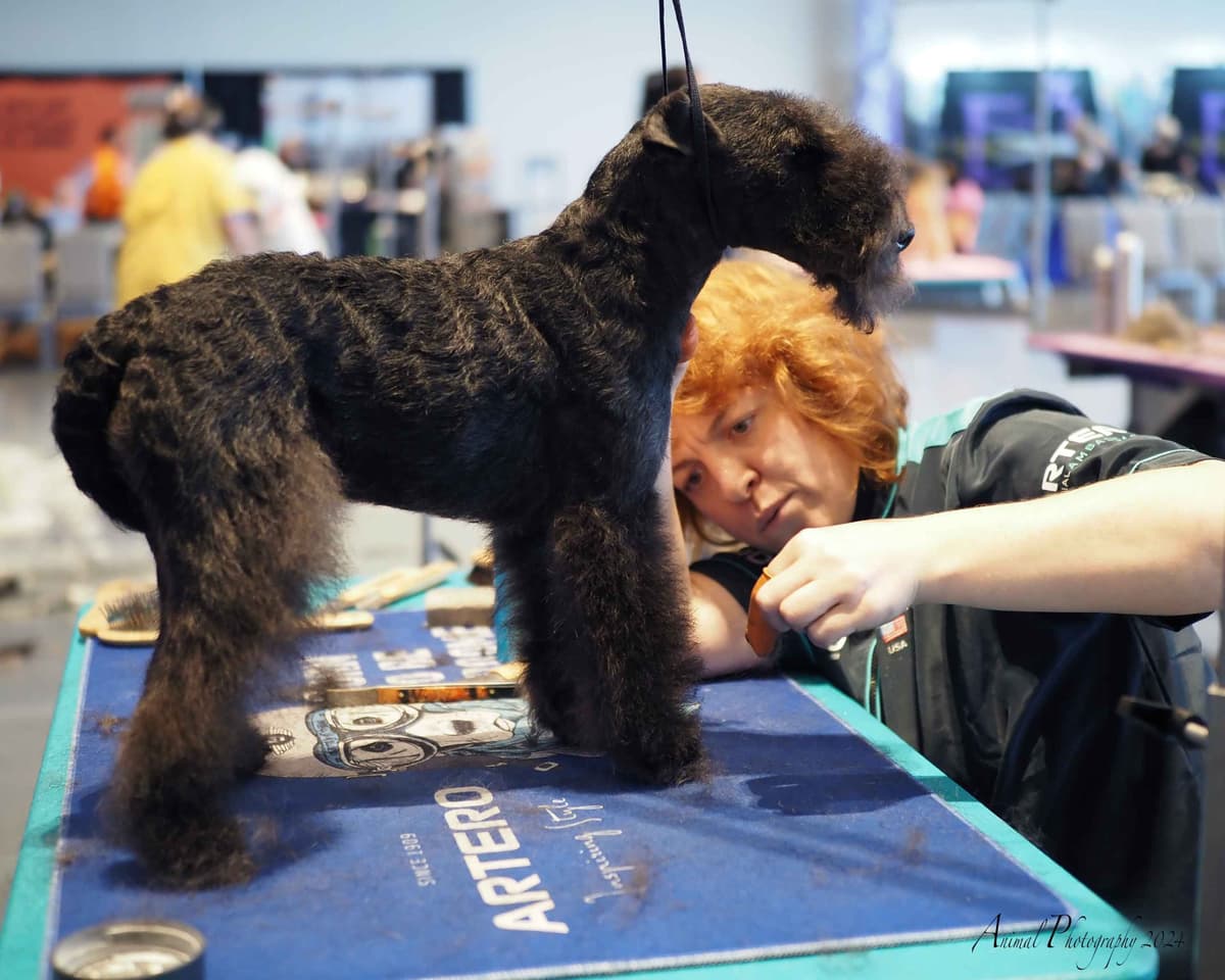 Lakeland Terrier Puppies breeder image 6