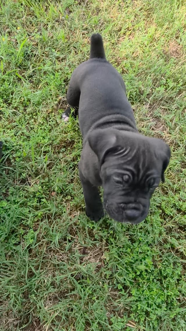 Cane Corso Puppies media 3