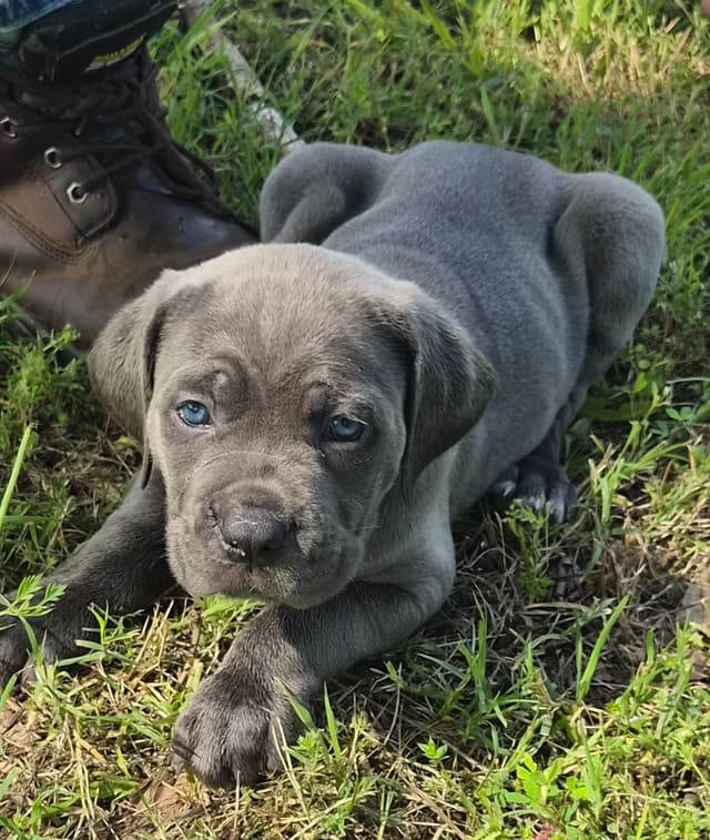 Cane Corso Puppies media 8