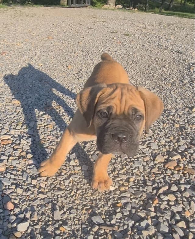 Cane Corso Puppies media 5