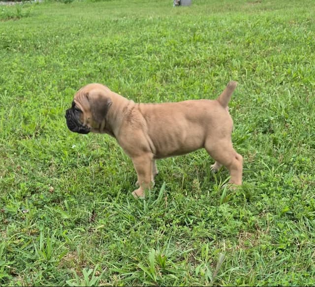 Cane Corso Puppies media 6
