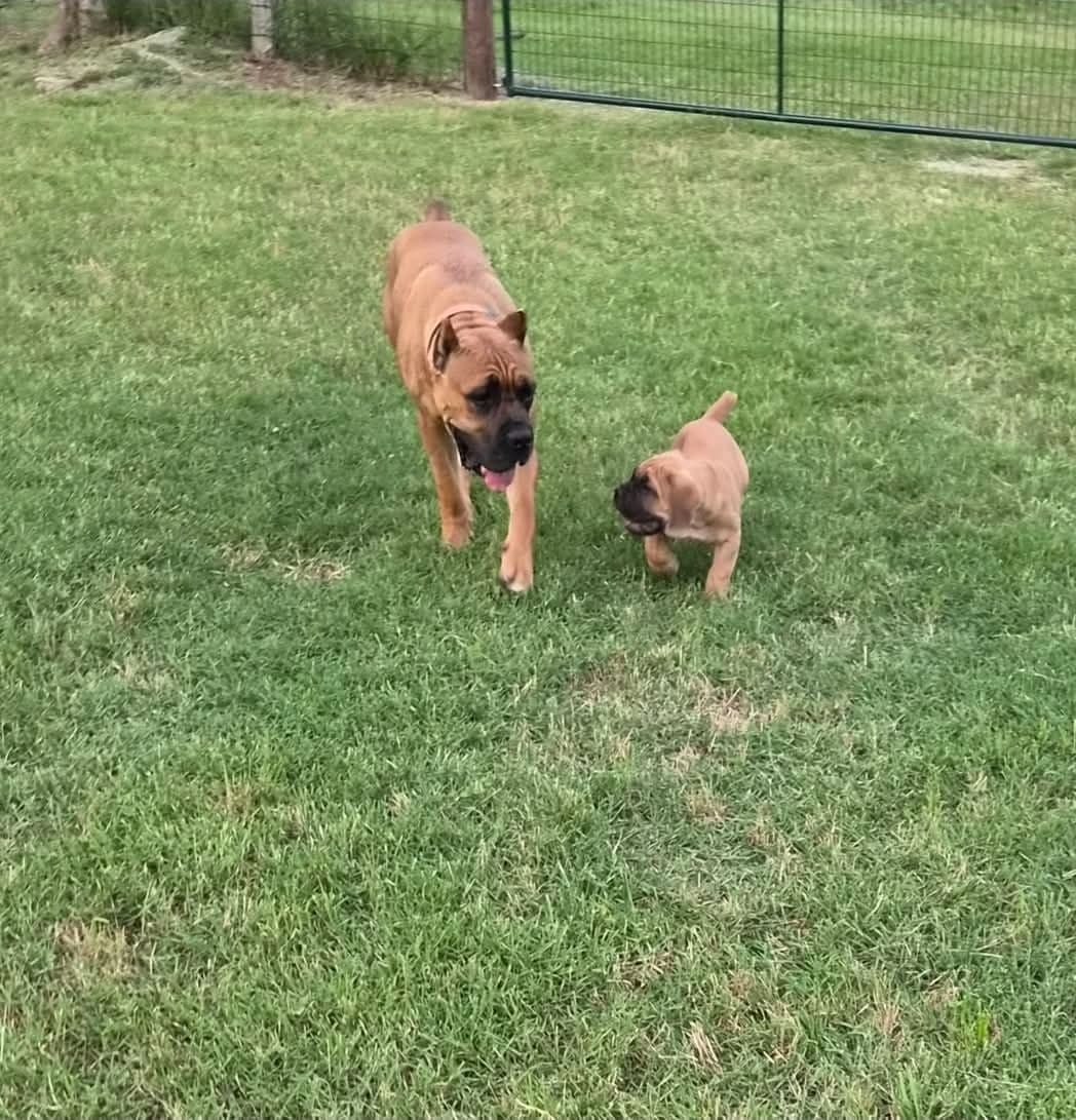 Cane Corso Puppies breeder image 2