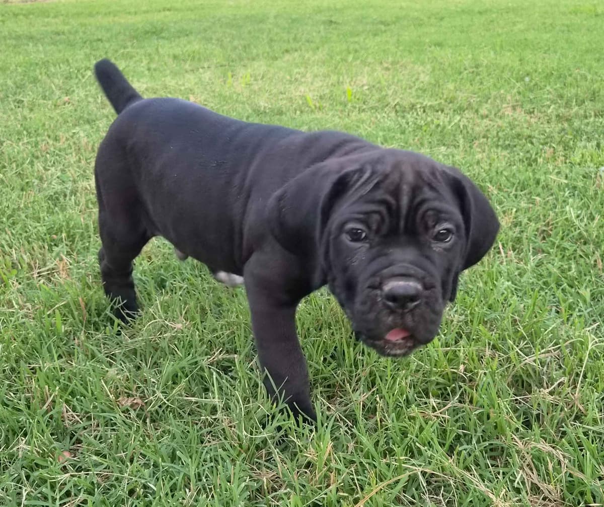 Cane Corso Puppies breeder image 3