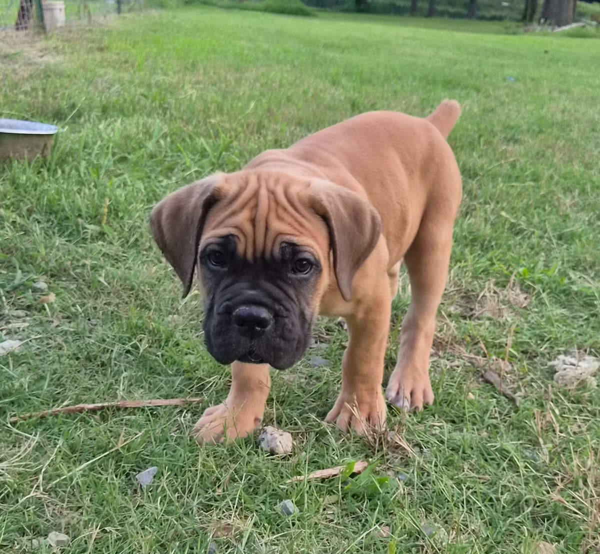 Cane Corso Puppies breeder image 4