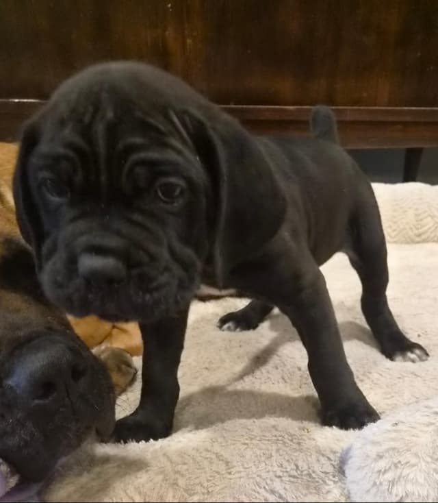 Cane Corso Puppies media 7