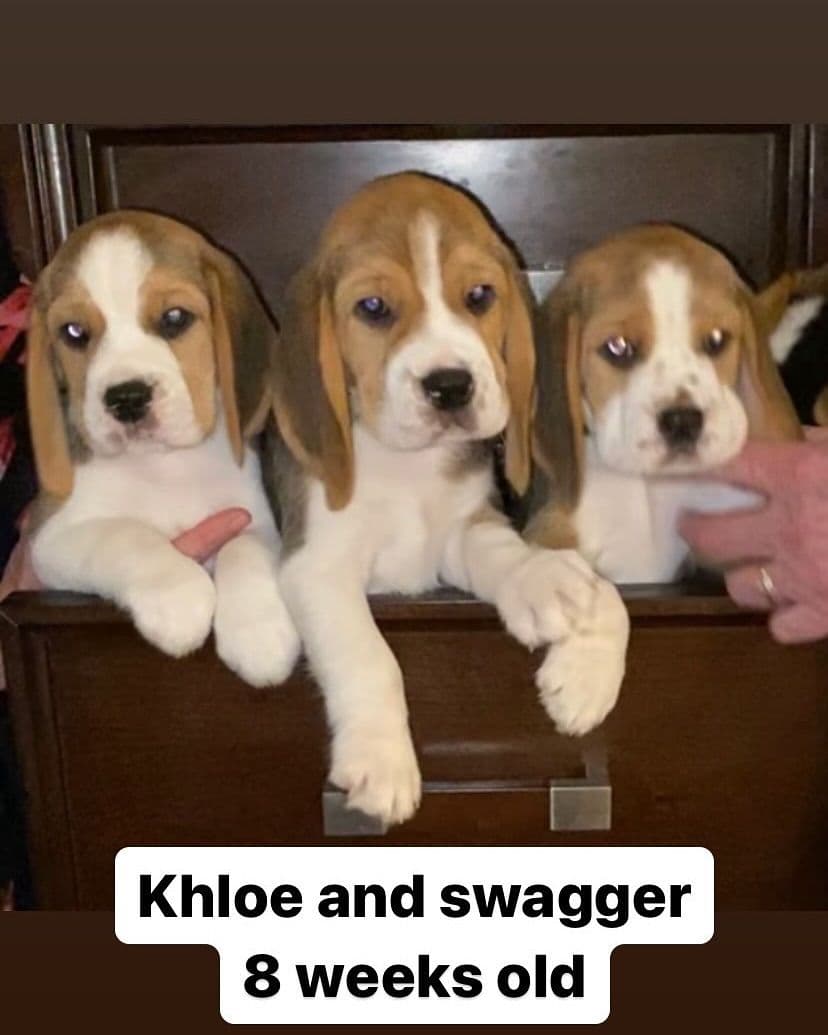 Beagle Puppies breeder image 1