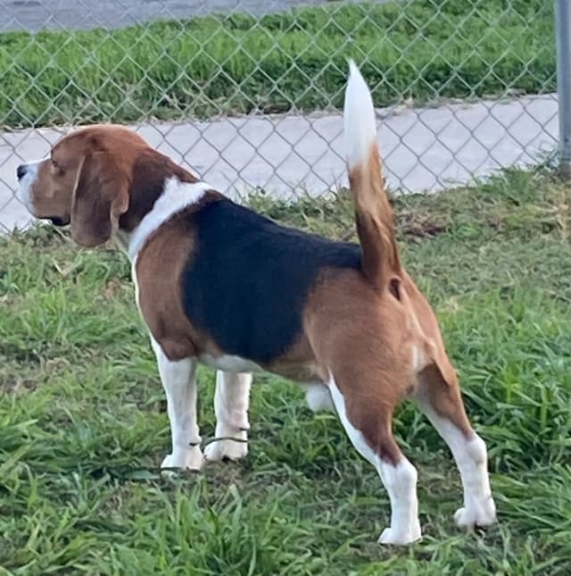 Beagle Puppies media 5