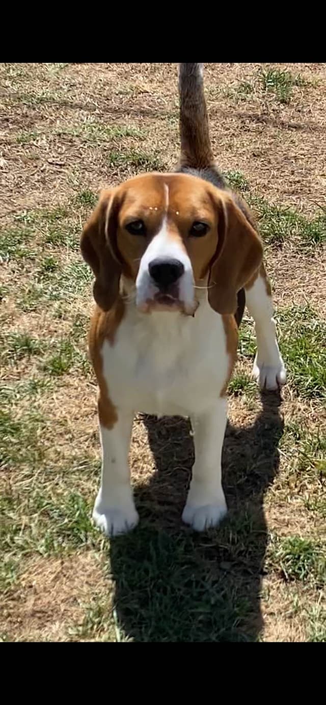 Beagle Puppies media 6