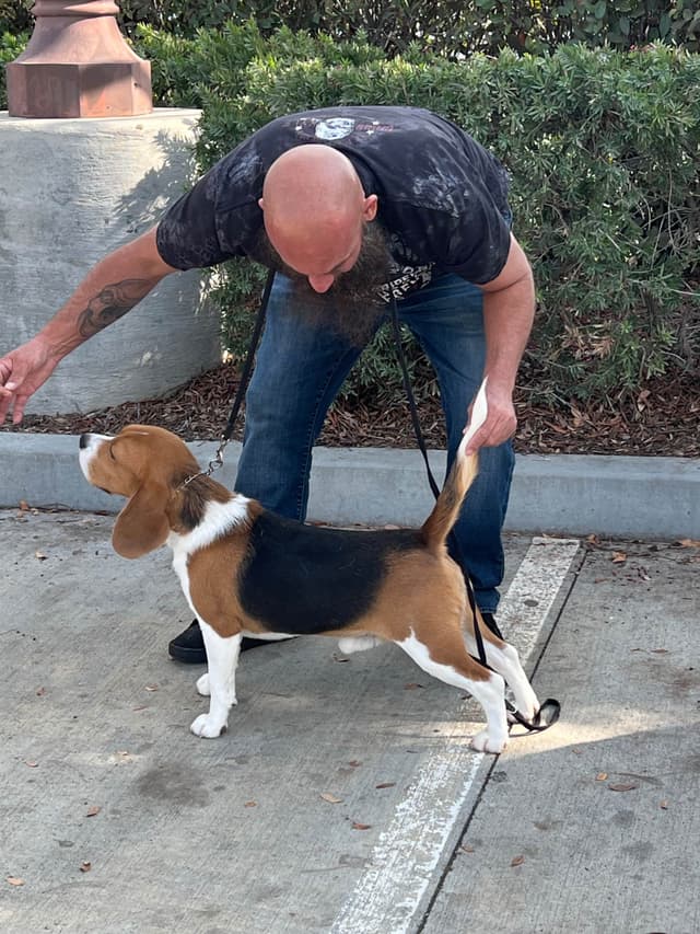 Beagle Puppies media 3