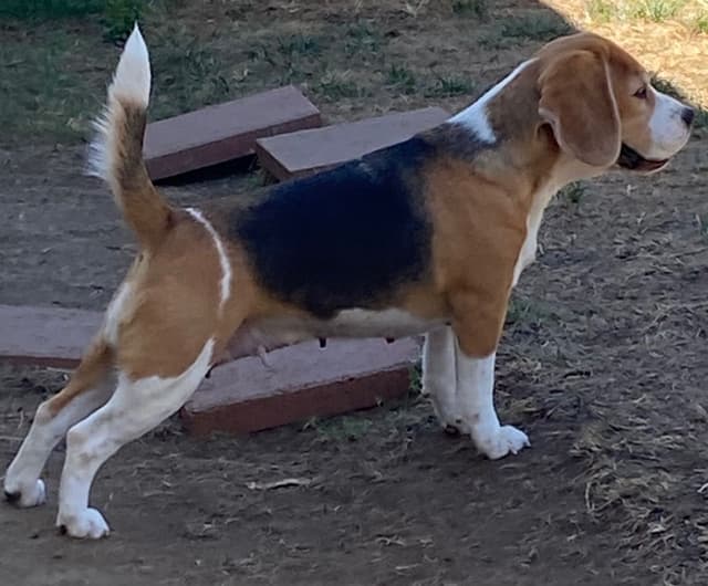 Beagle Puppies media 9